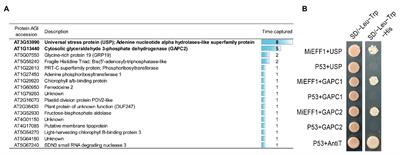 The Meloidogyne incognita Nuclear Effector MiEFF1 Interacts With Arabidopsis Cytosolic Glyceraldehyde-3-Phosphate Dehydrogenases to Promote Parasitism